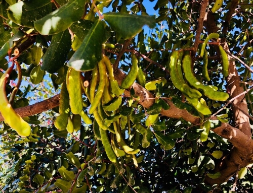 The carob tree (ceratonia)