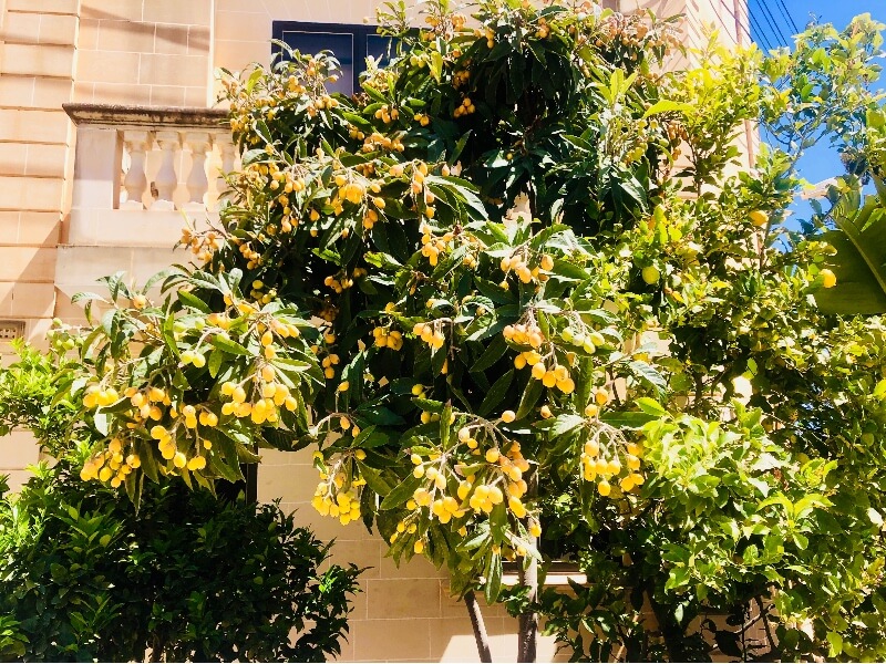 The Loquat tree and its fruit - Excursions in Malta with Natalia